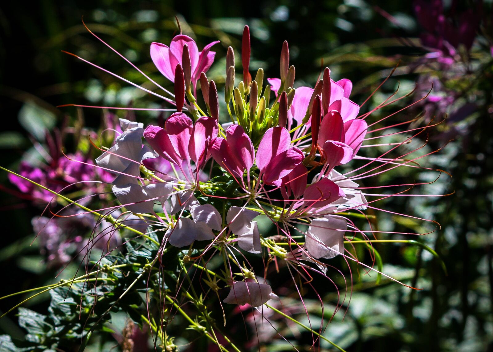 Canon EOS 600D (Rebel EOS T3i / EOS Kiss X5) sample photo. Spider flower, cleome hasslerina photography
