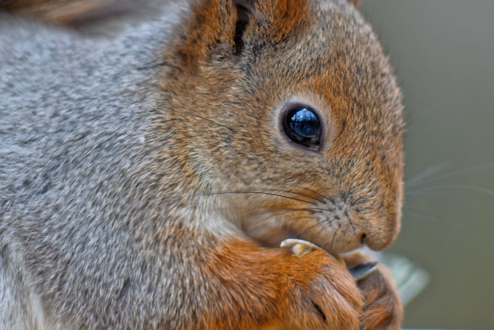 Canon EOS 500D (EOS Rebel T1i / EOS Kiss X3) sample photo. Squirrel, animal, nature photography