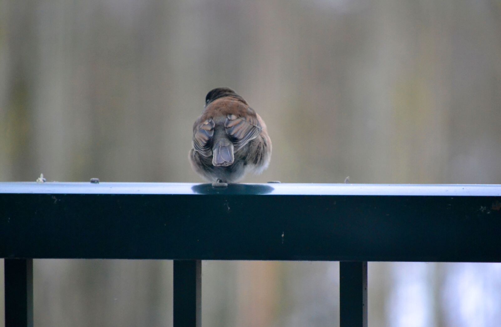 Nikon D3100 sample photo. Bird, feather, rail photography