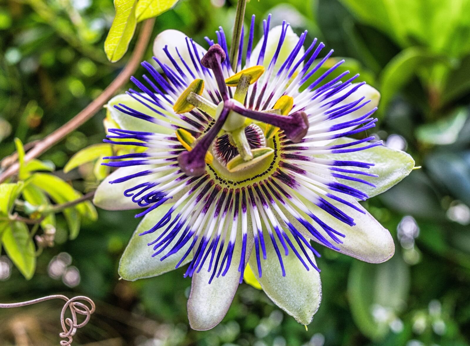Nikon D3300 sample photo. Blossom, bloom, passion flower photography