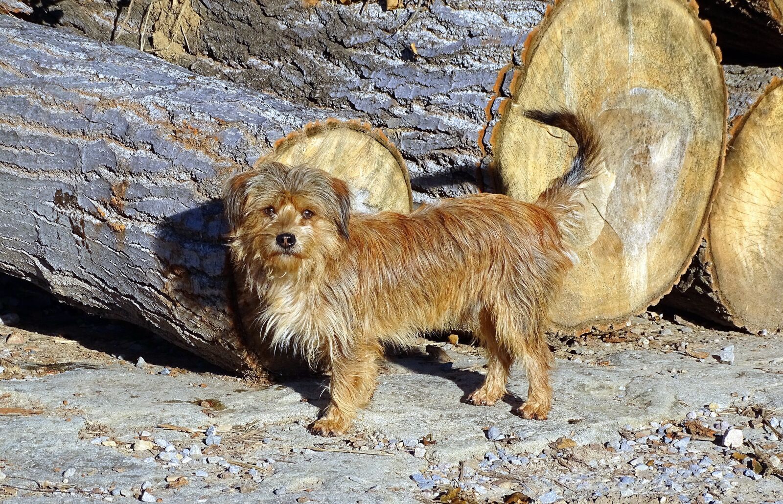 Sony Cyber-shot DSC-HX400V sample photo. Dog, small, pet photography