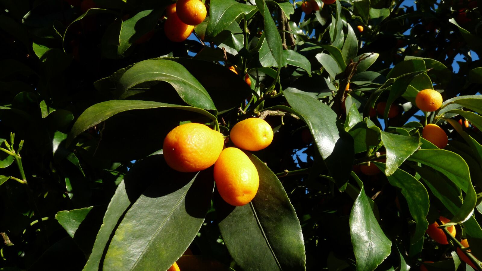 Panasonic Lumix DMC-FZ28 sample photo. Kumquat, citrus, fruit photography