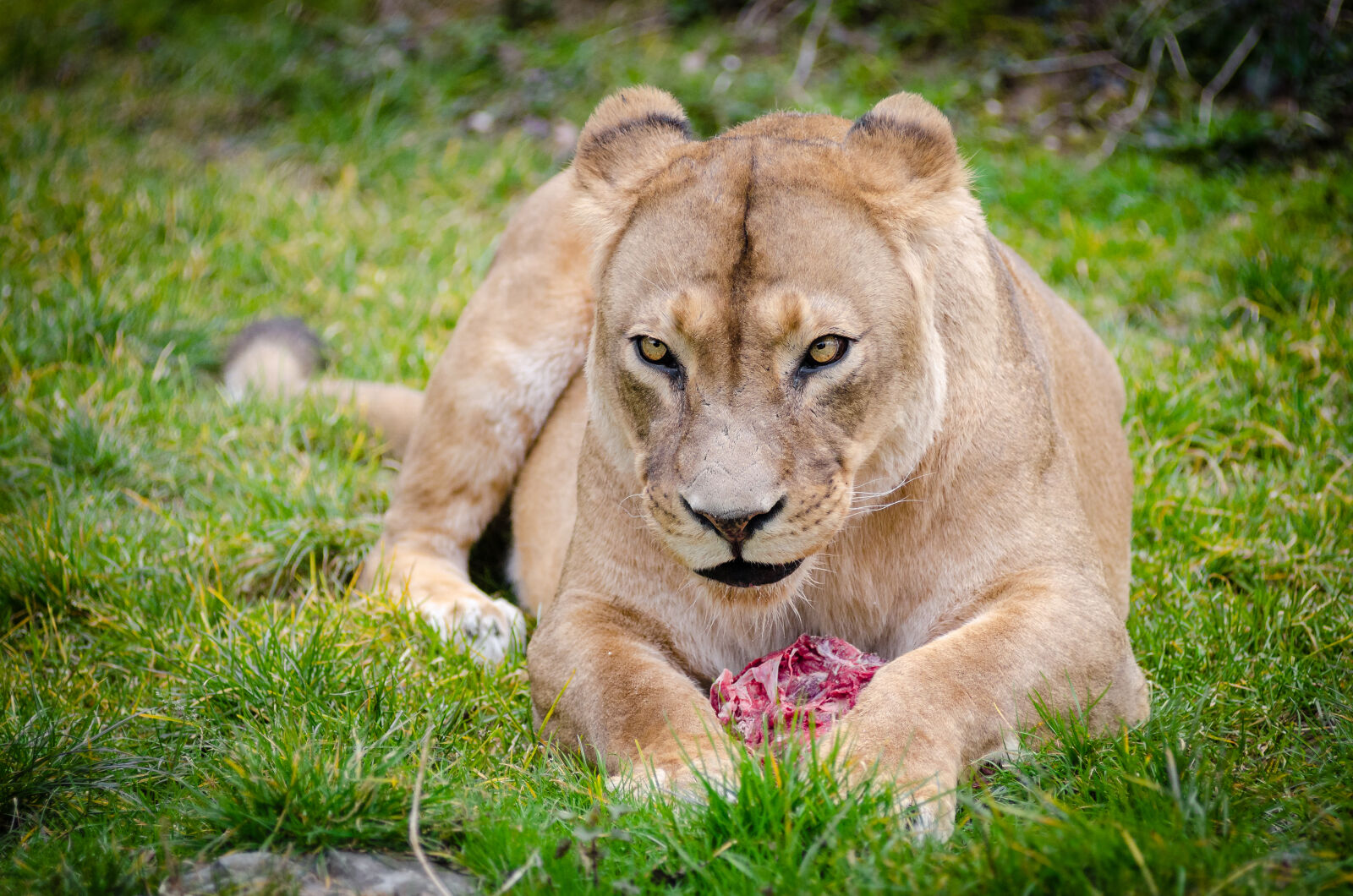 AF Zoom-Nikkor 80-200mm f/2.8 ED sample photo. Lioness, lying, on, the photography
