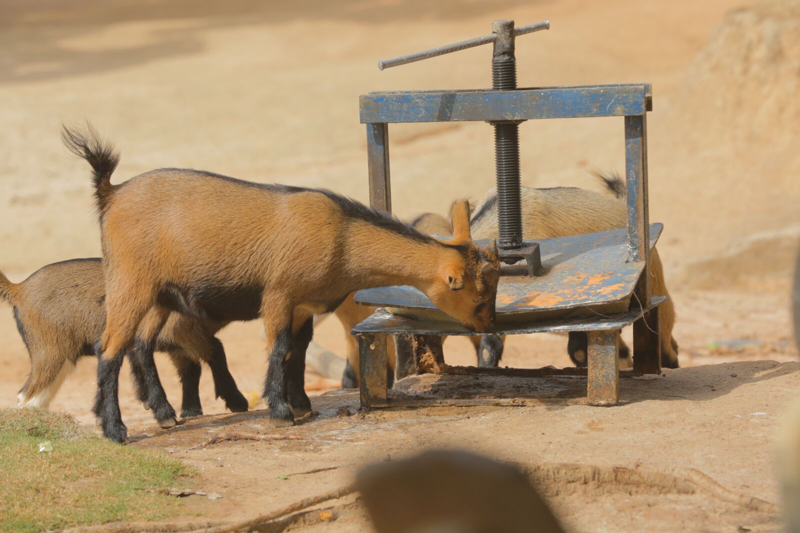 Canon EOS 5D Mark III sample photo. Goat, animal photography