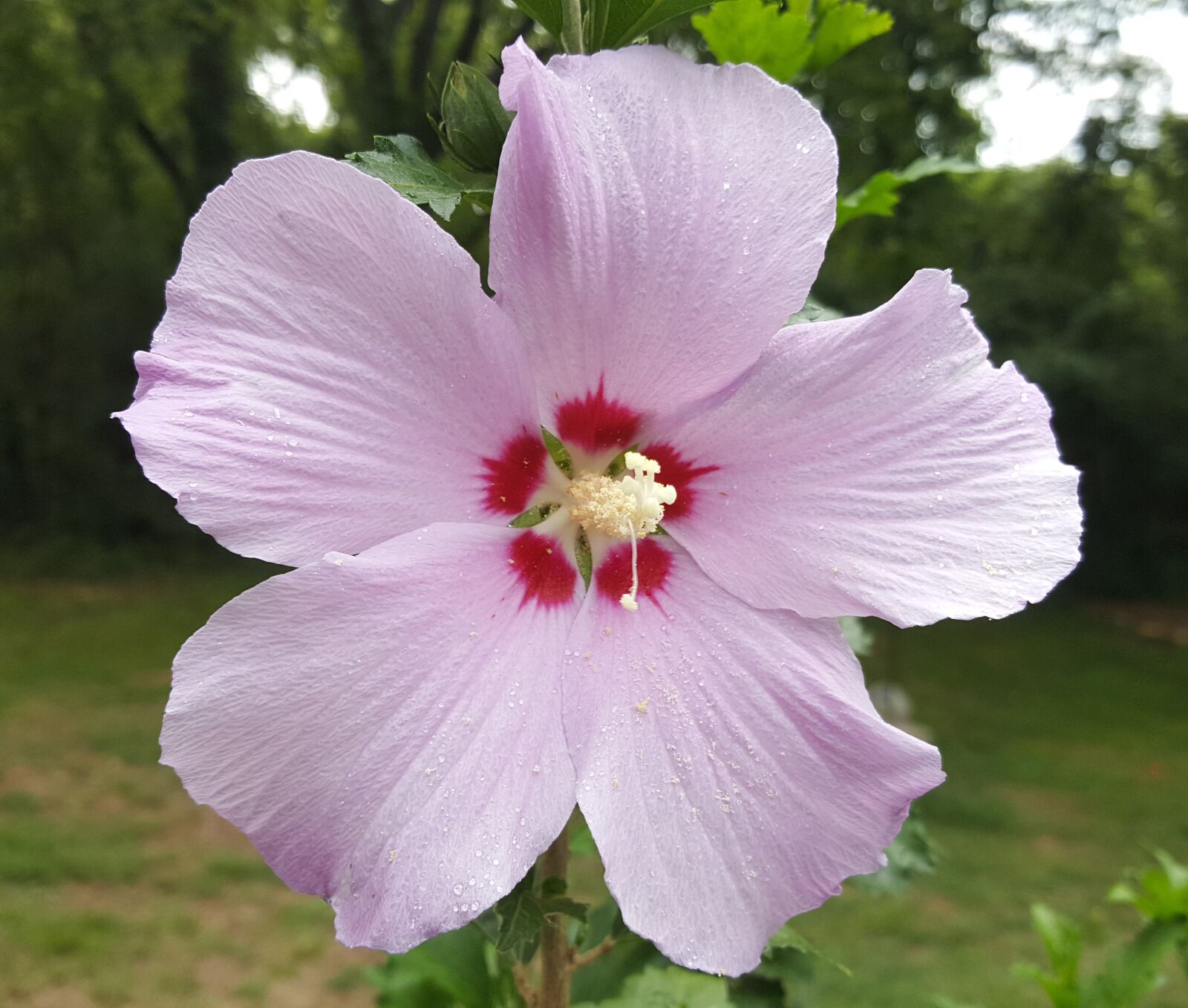 Samsung Galaxy Note5 sample photo. Rose of sharon, rose photography
