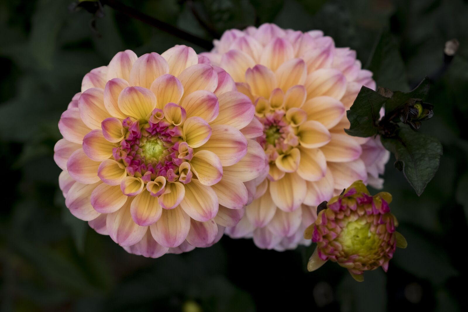 Fujifilm XF 18-55mm F2.8-4 R LM OIS sample photo. Flower, blossom, bloom photography