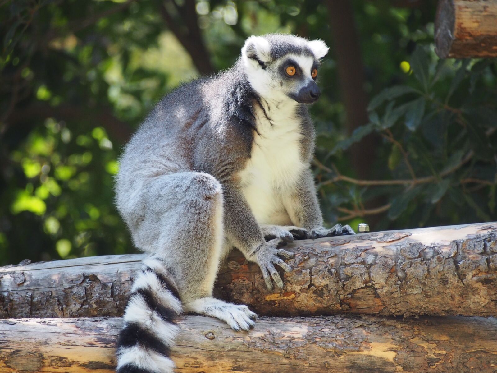 Olympus PEN E-PL5 sample photo. Lemur, primate, mammal photography