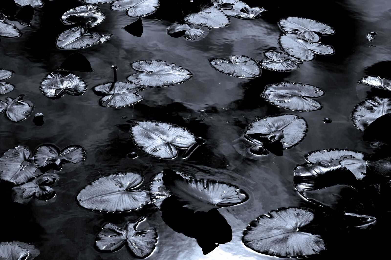 Nikon D5500 sample photo. Lily pads, black and photography