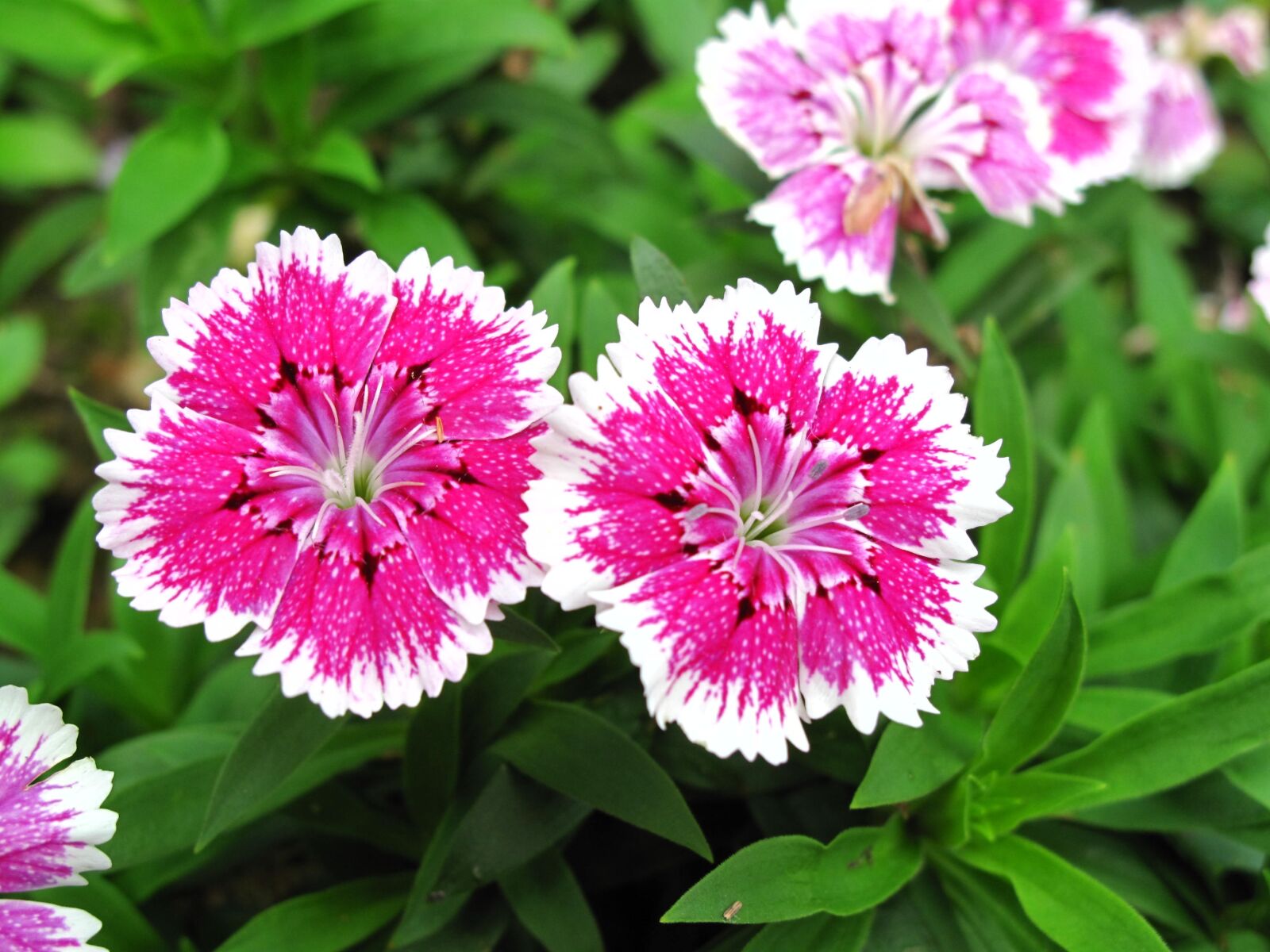 Canon PowerShot G10 sample photo. Dianthus, two, pink photography