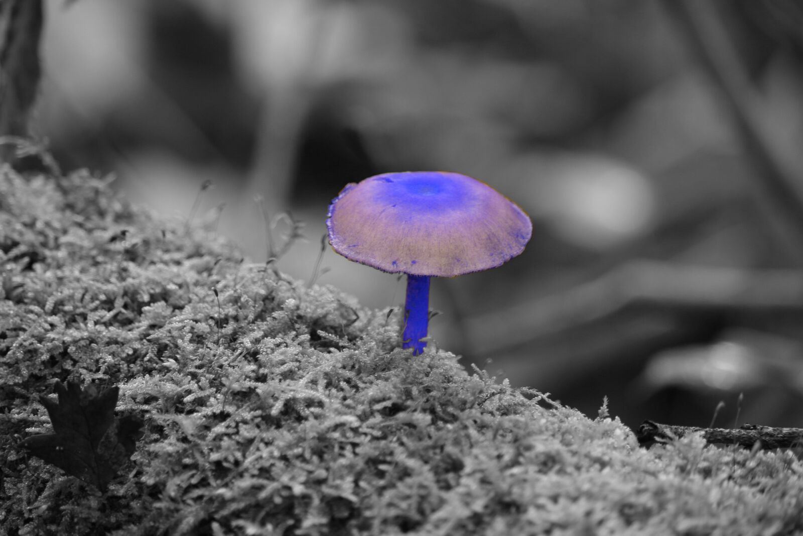 Canon EOS 1200D (EOS Rebel T5 / EOS Kiss X70 / EOS Hi) sample photo. Mushroom, forest, moss photography