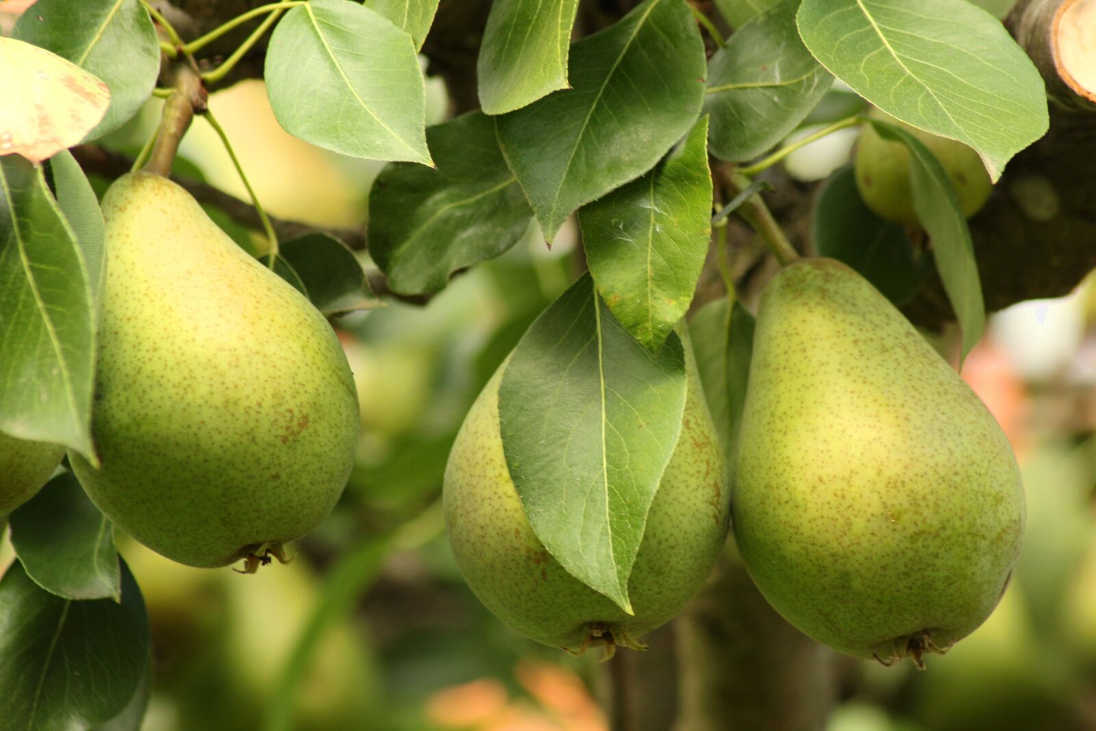 Canon EOS 1300D (EOS Rebel T6 / EOS Kiss X80) sample photo. Pear, tree, green photography