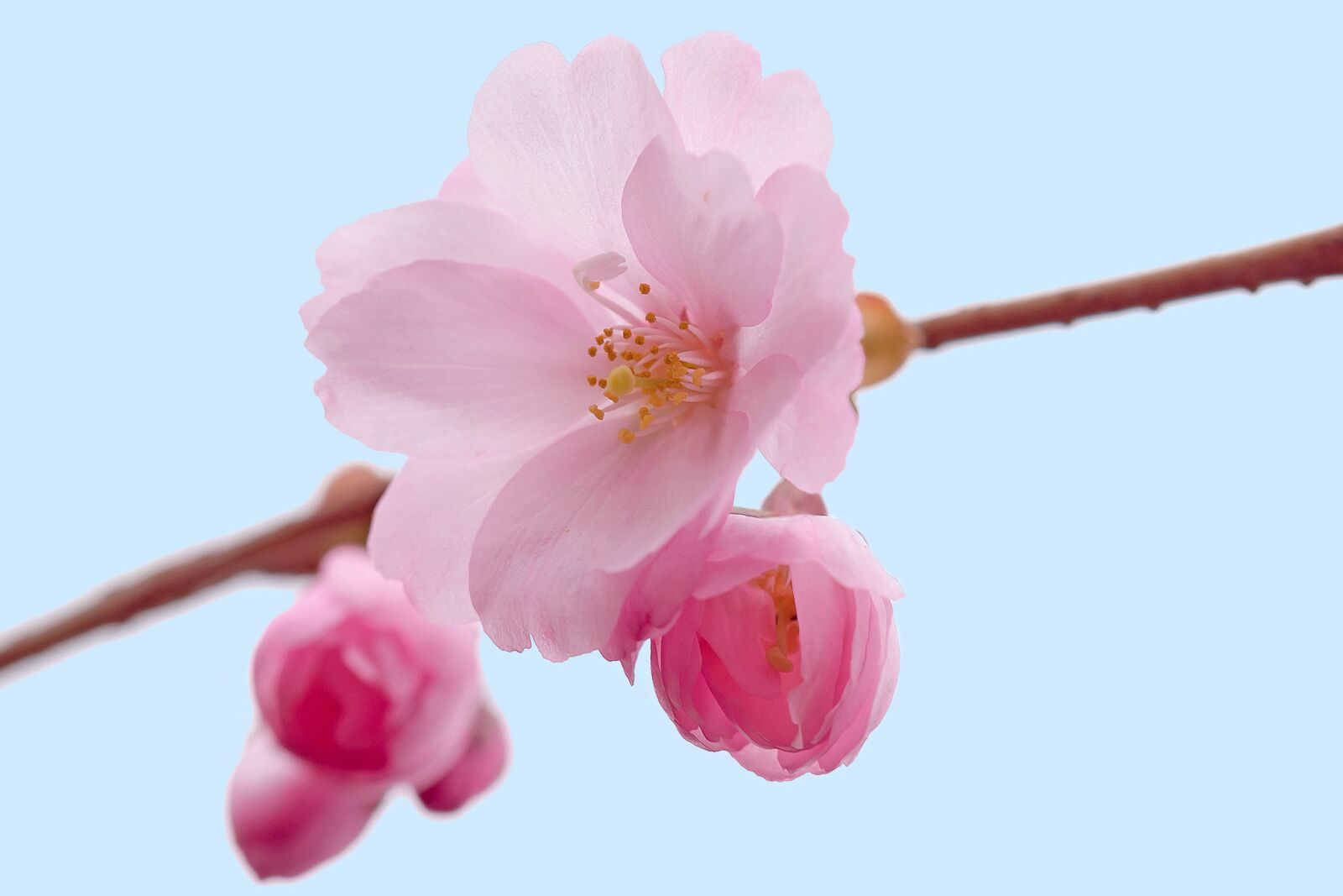 Nikon D3300 sample photo. Cherry blossoms, cherry, flower photography