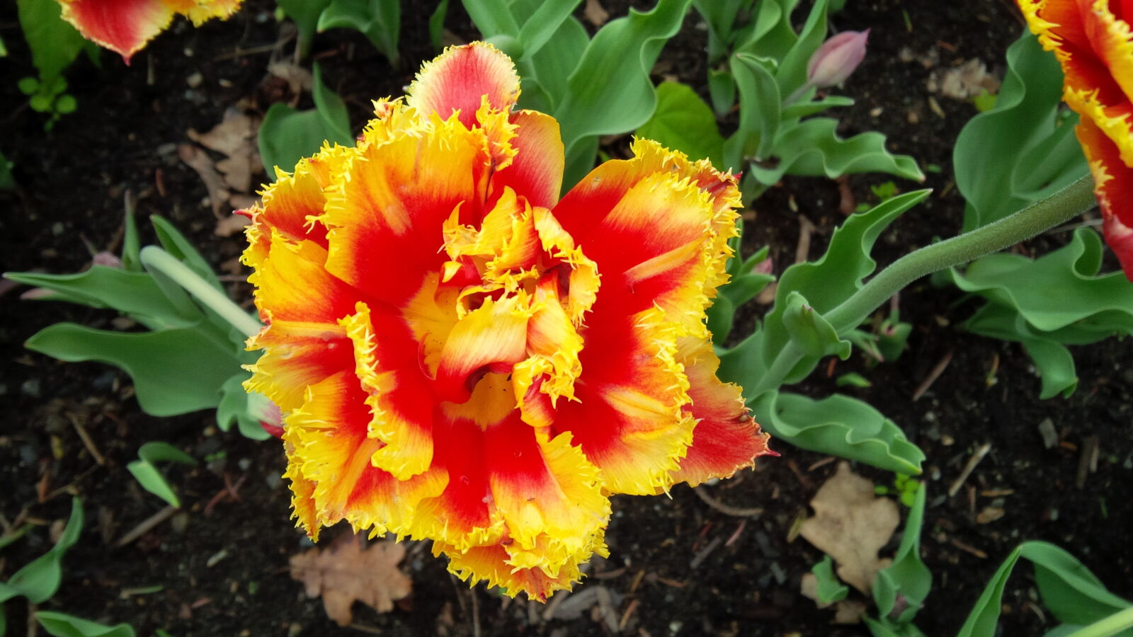 BlackBerry Z10 sample photo. Flowers, garden, tulip photography