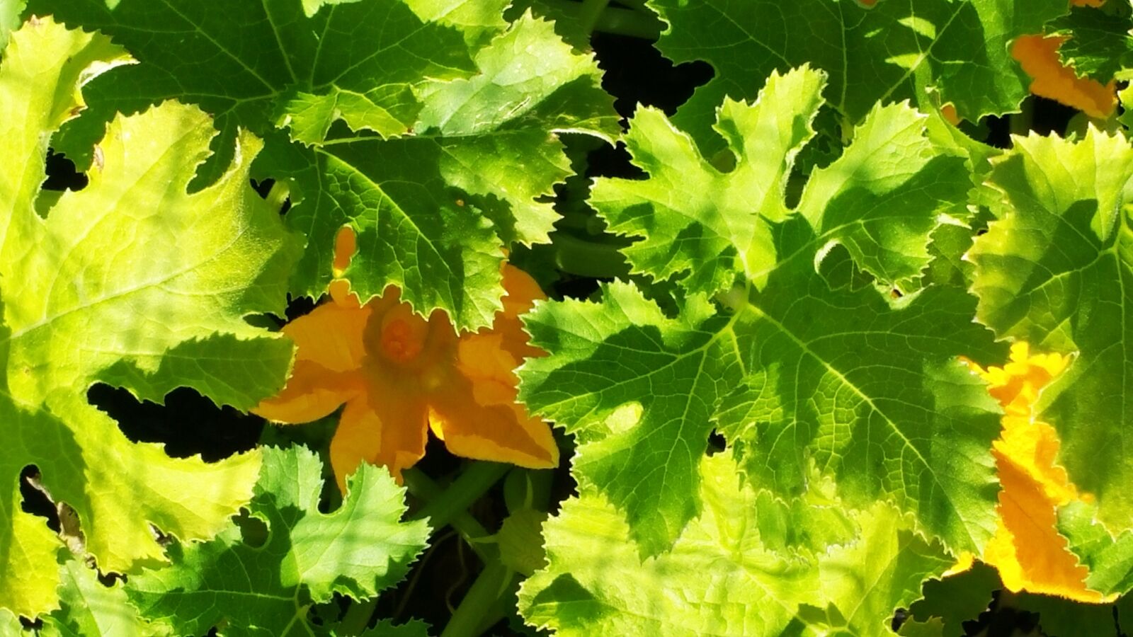 Samsung Galaxy Note4 sample photo. Nature, leaves, green photography