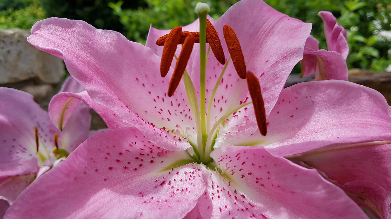Samsung Galaxy S7 sample photo. Lily, pink, garden photography