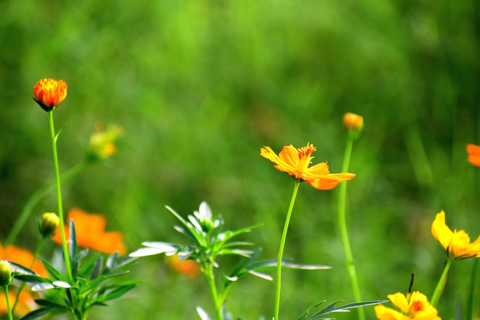 Nikon D3300 sample photo. Flowers, nature, floral photography