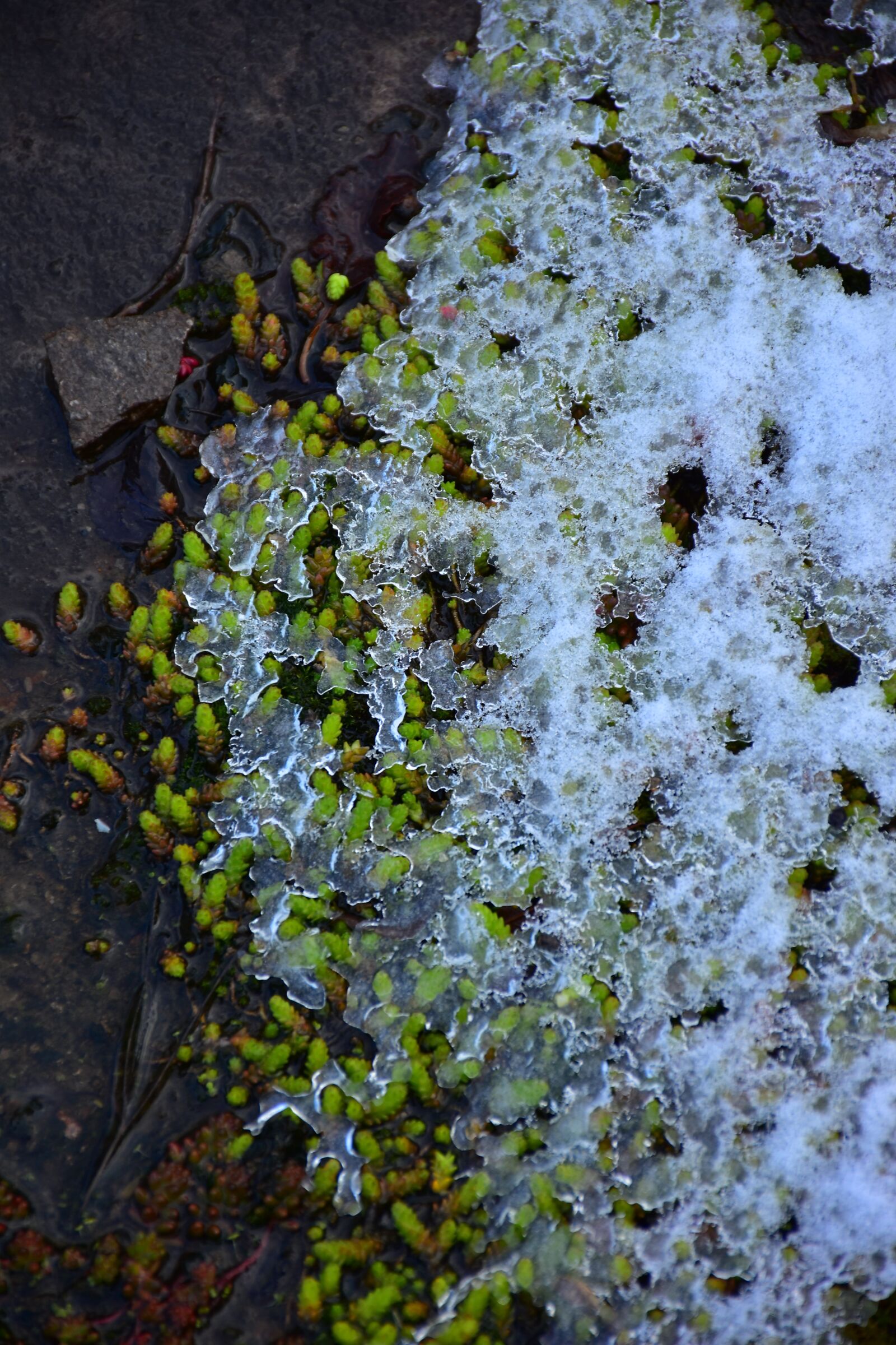 Nikon D7200 sample photo. Plants, moss, snow photography