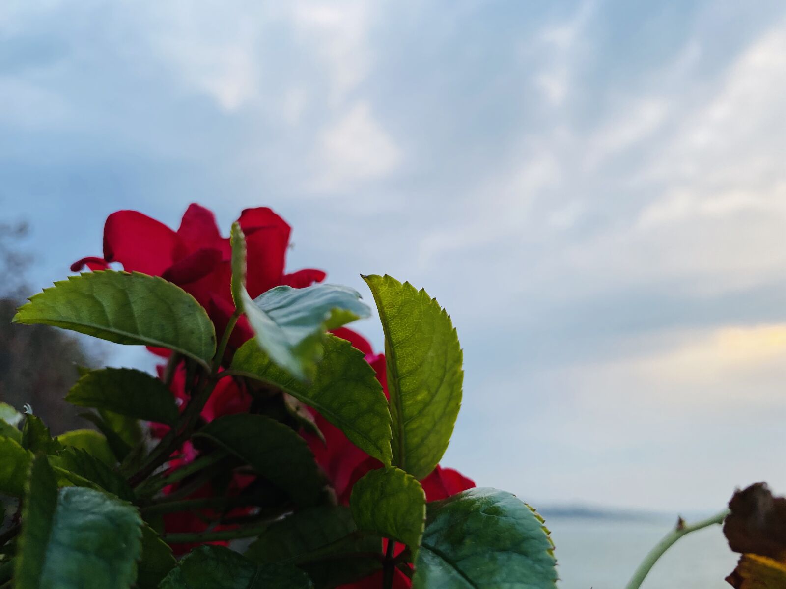 Apple iPhone 11 Pro Max sample photo