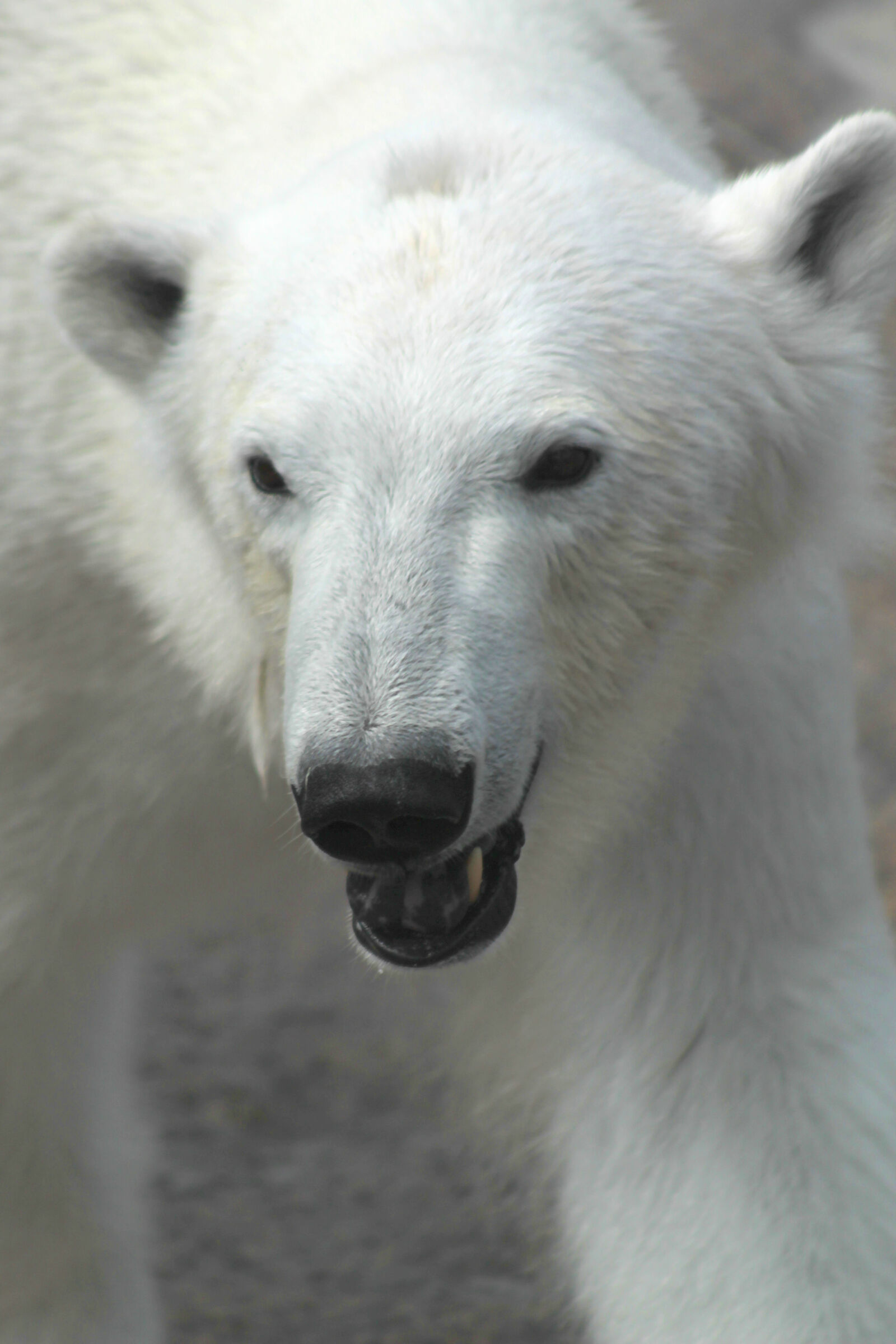 Canon EOS 1100D (EOS Rebel T3 / EOS Kiss X50) + Canon EF 75-300mm f/4-5.6 USM sample photo. Bear, polar, bear, white photography