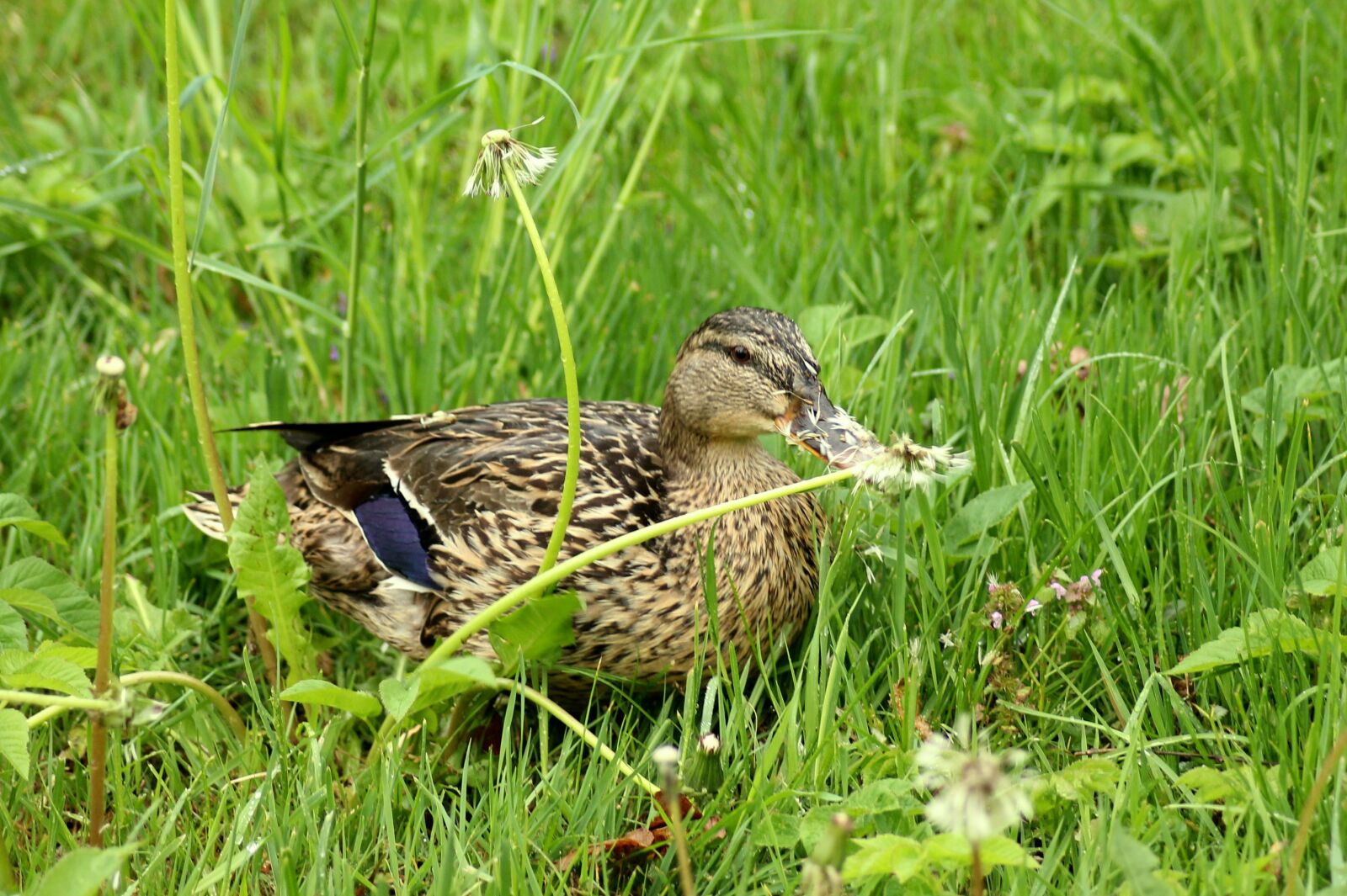 Canon EOS 1200D (EOS Rebel T5 / EOS Kiss X70 / EOS Hi) sample photo. Duck, crossword, dandelions photography