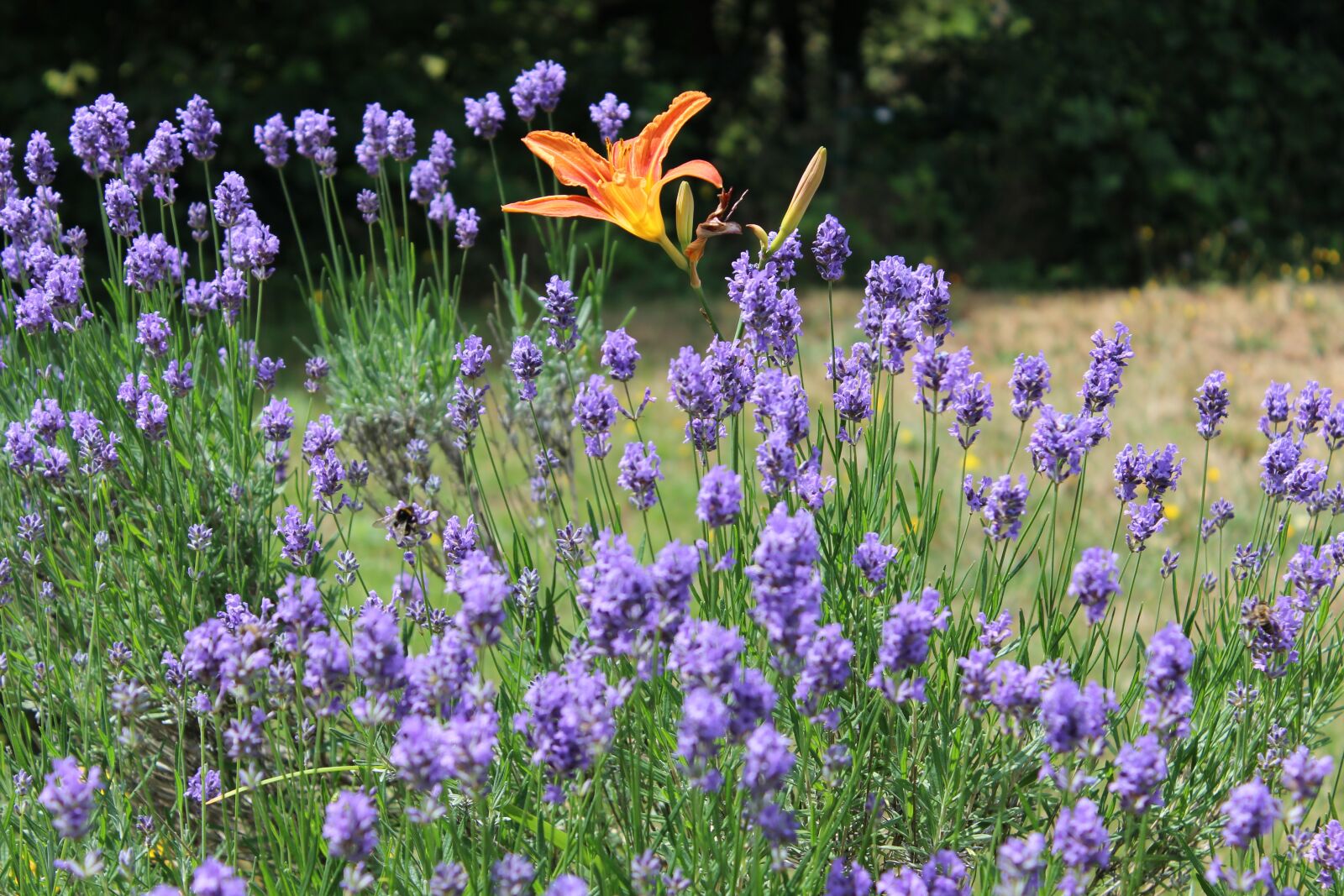 Canon EOS 600D (Rebel EOS T3i / EOS Kiss X5) sample photo. Lily, lavender, flowers photography
