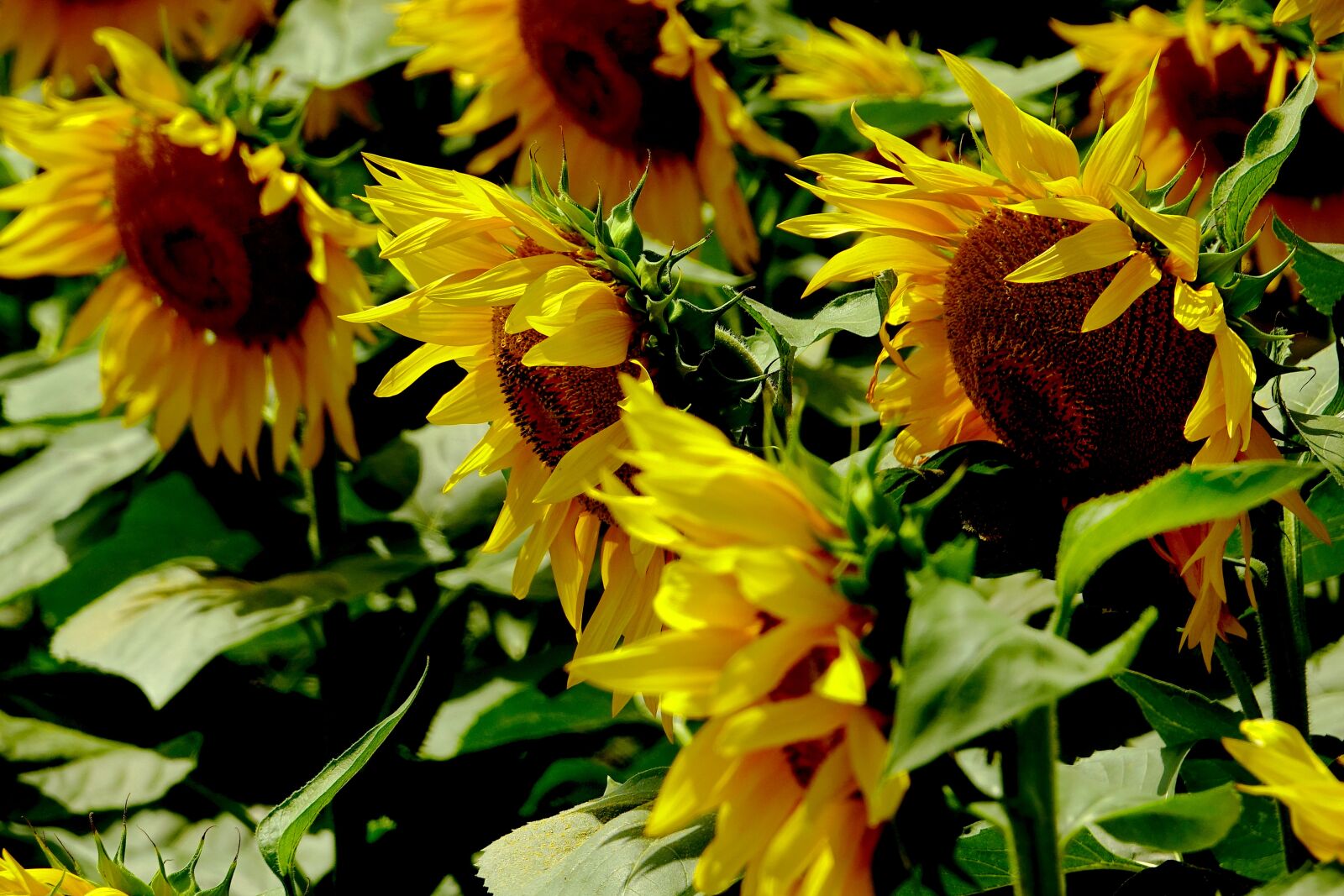 Sony Cyber-shot DSC-RX10 III sample photo. Flower, nature, plant photography