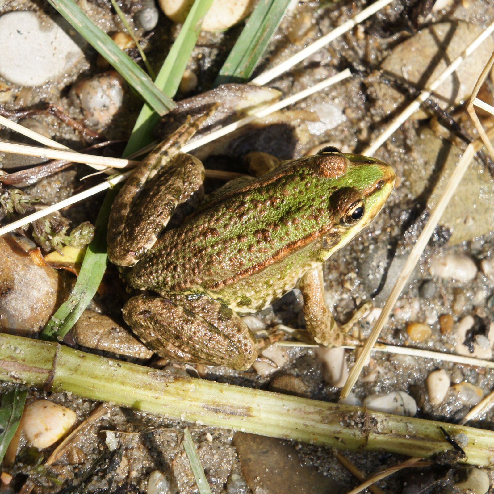 Sony Alpha NEX-C3 + Sony E 18-55mm F3.5-5.6 OSS sample photo. Frog, animal, nature photography
