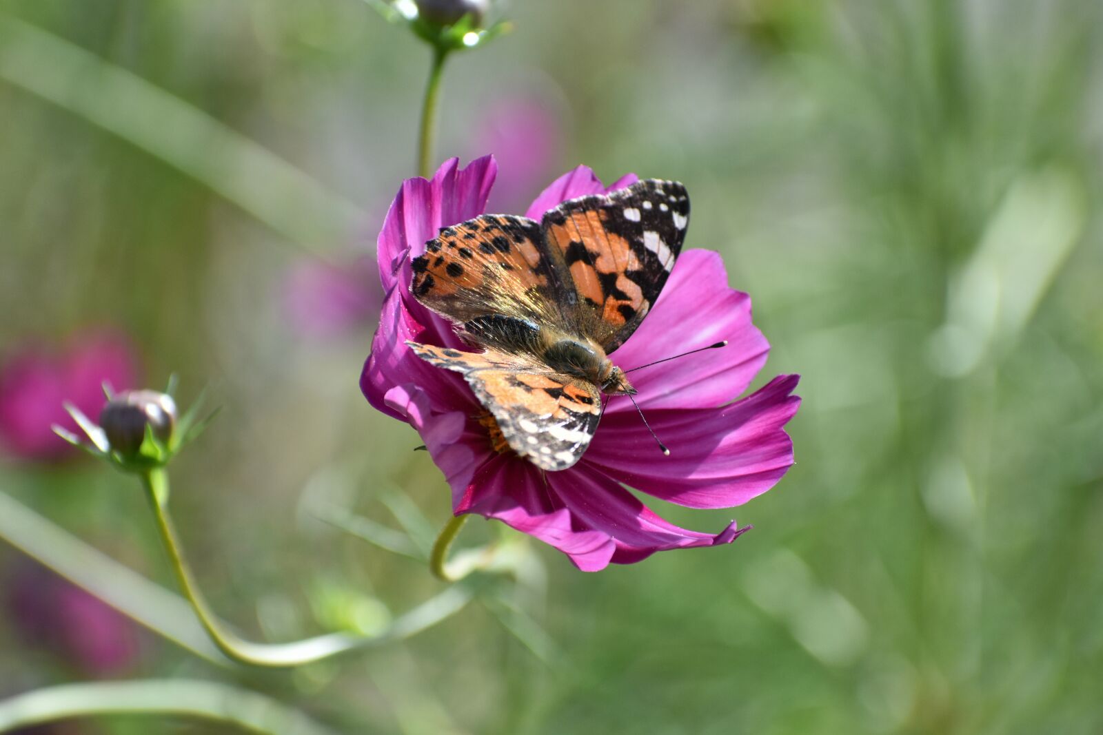 Nikon D7200 sample photo. Natural, landscape, plant photography