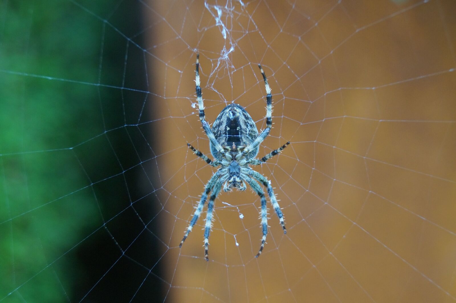 Sony DT 18-55mm F3.5-5.6 SAM II sample photo. Spider, web, nature photography