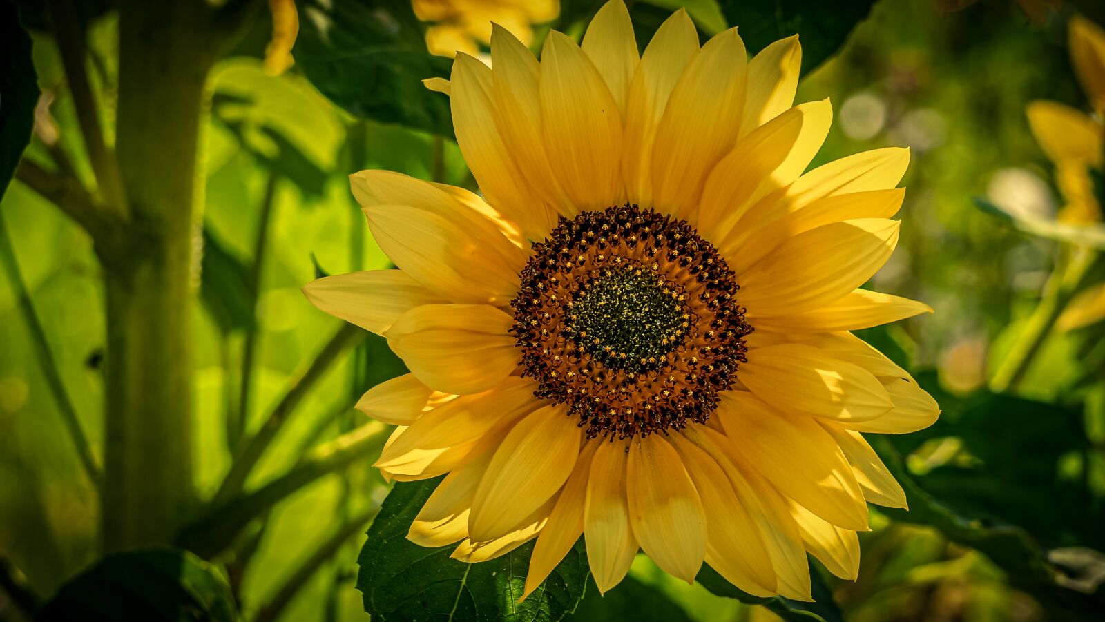 Sony E 55-210mm F4.5-6.3 OSS sample photo. Flower, sunflower, blossom photography