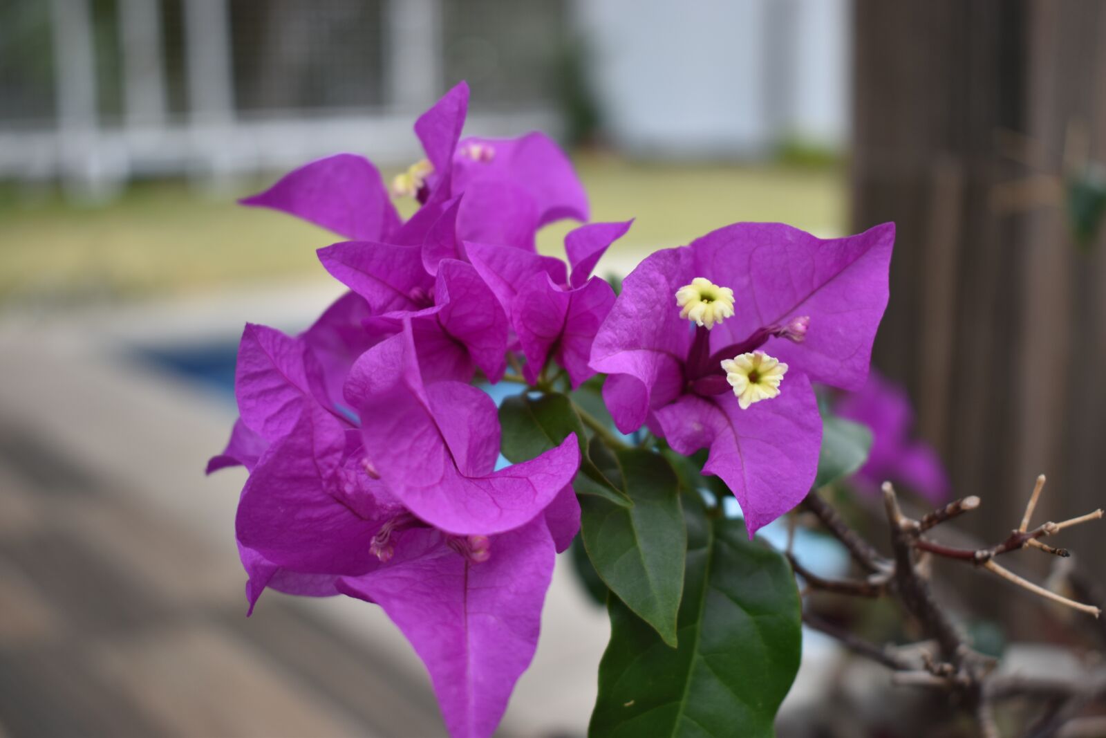 Nikon D5600 sample photo. Flower, plants, violent photography