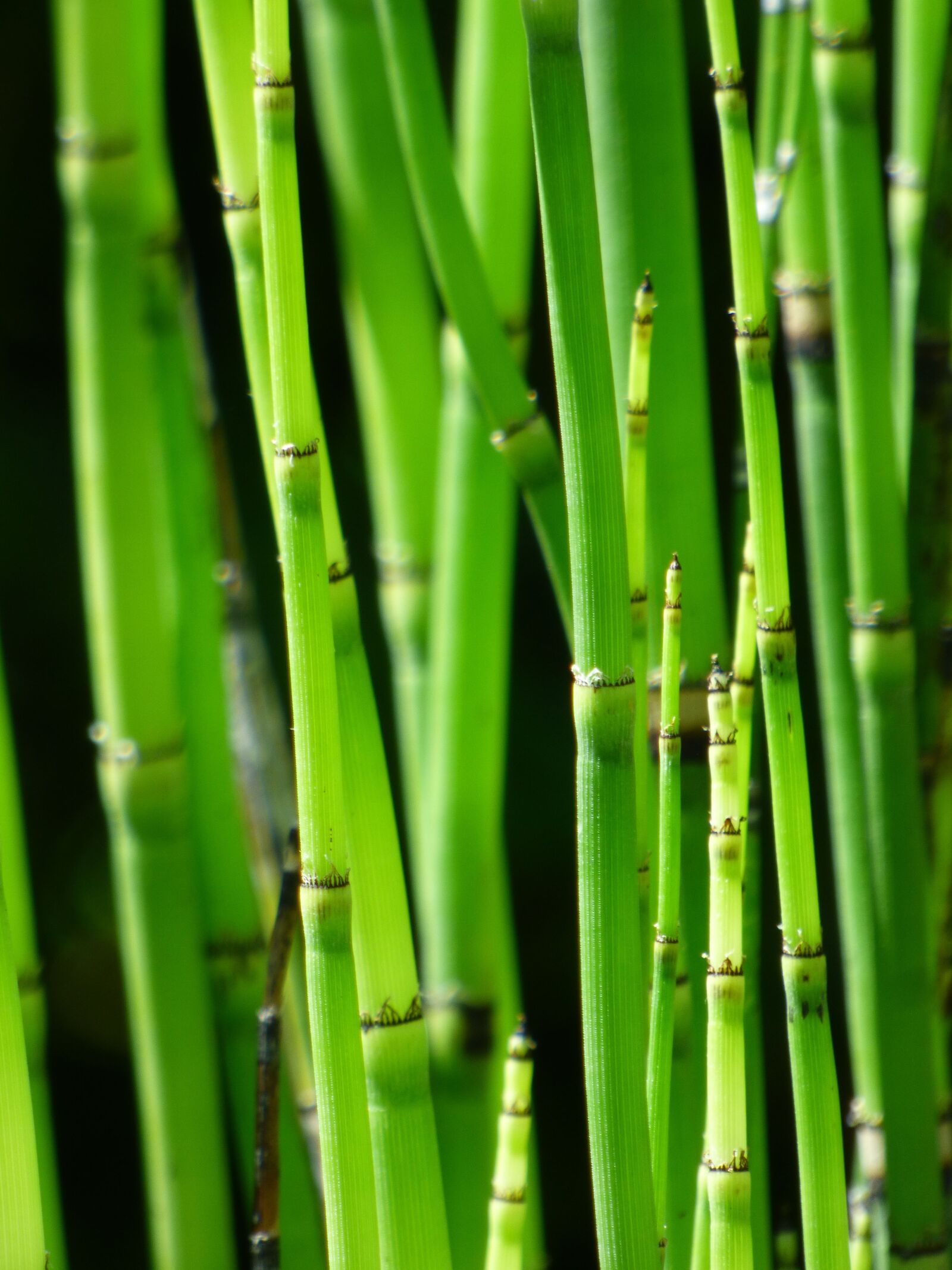 Panasonic DMC-FZ72 sample photo. Plant, horsetail, green photography