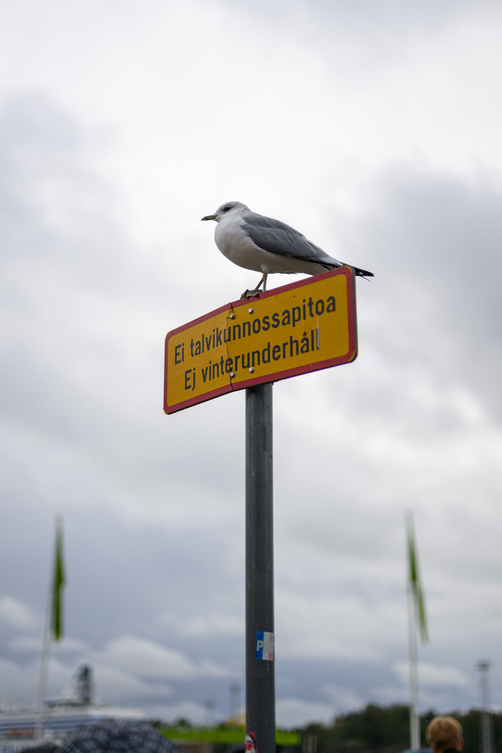 Nikon Z8 sample photo. Seagull patrol spot photography