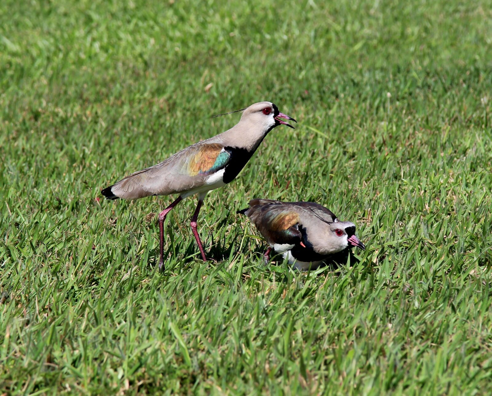 Canon EOS 600D (Rebel EOS T3i / EOS Kiss X5) sample photo. Quero-quero, birds, on the photography
