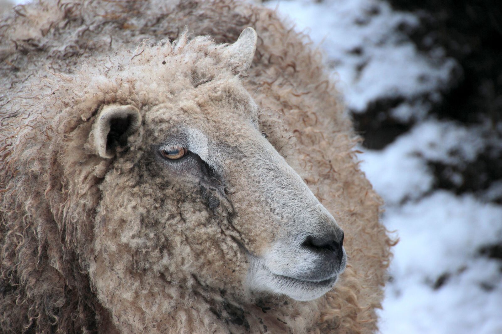 Canon EOS 650D (EOS Rebel T4i / EOS Kiss X6i) sample photo. Sheep, white, animal photography