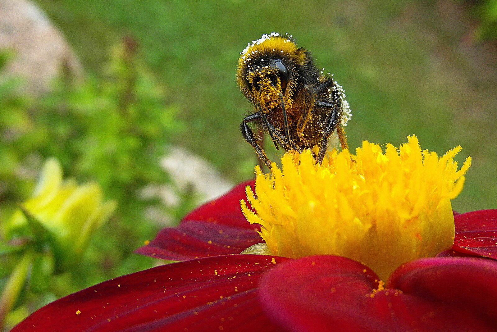 Samsung WB750 sample photo. Bee, flower, garden photography