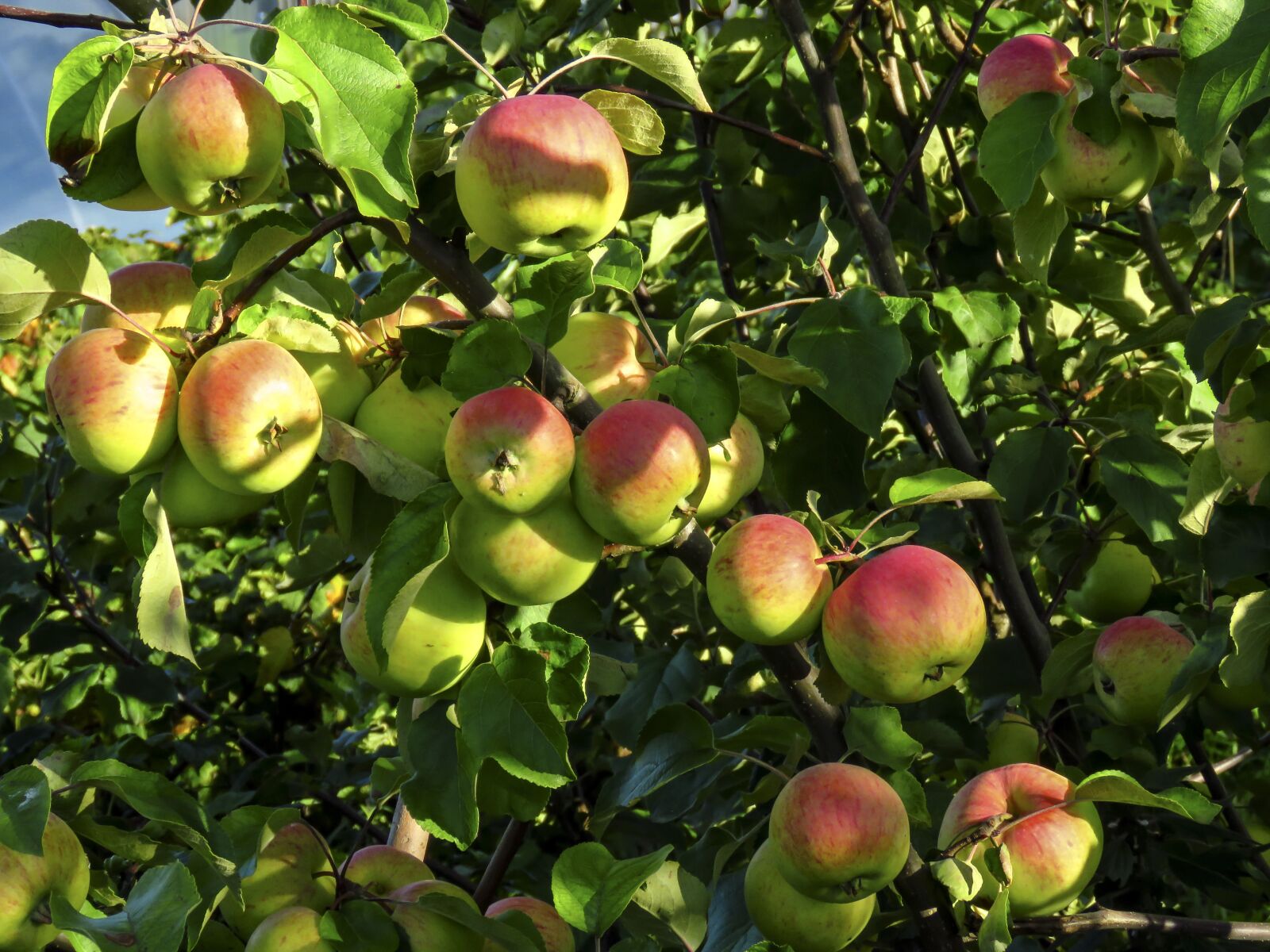 Canon PowerShot SX60 HS sample photo. Apples, apple tree, fruit photography