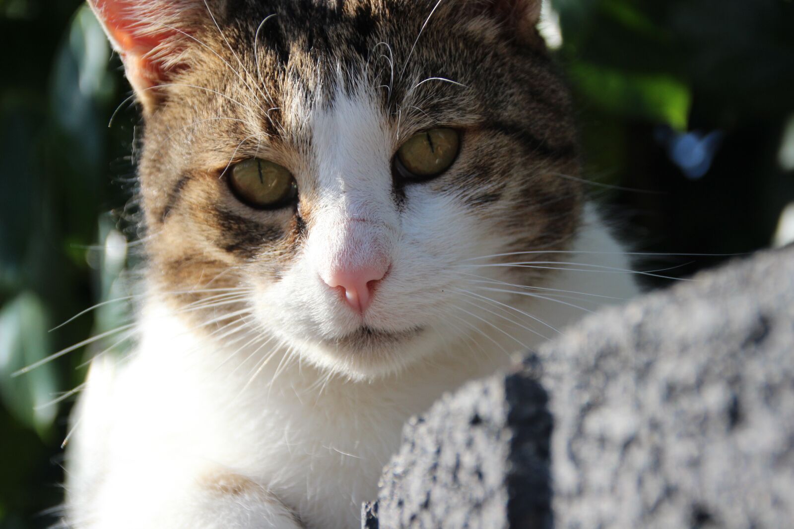 Canon EOS 600D (Rebel EOS T3i / EOS Kiss X5) sample photo. Cat, pet, domestic cat photography