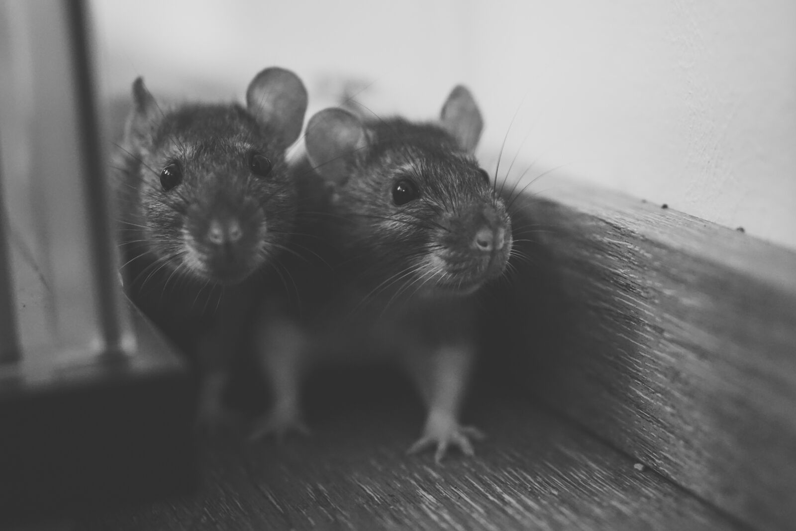 E 50mm F1.8 OSS sample photo. Rat, color rats, sweet photography