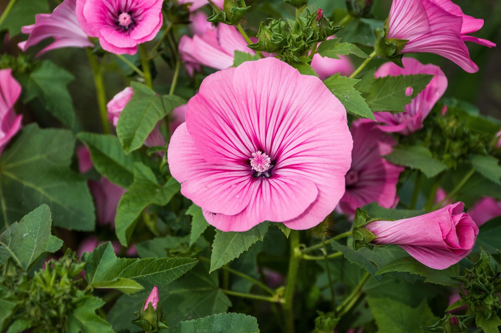 Nikon D3200 sample photo. Flower, pink, bloom photography