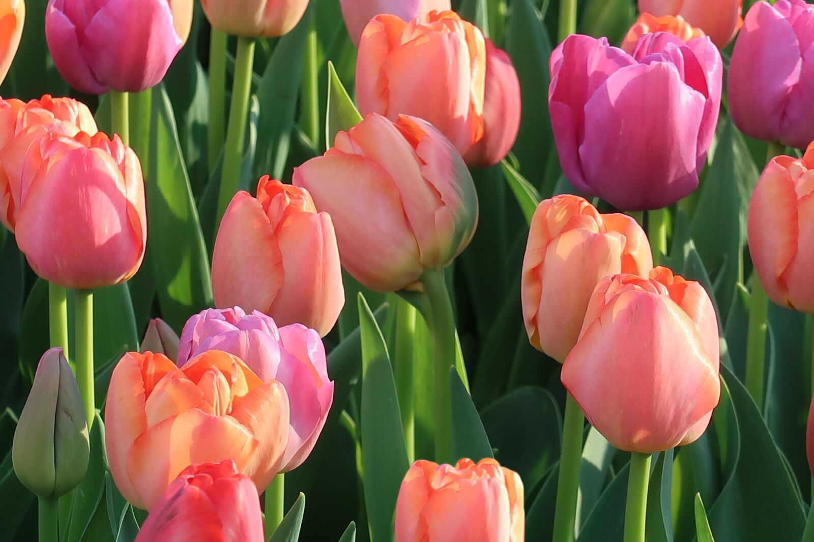 Canon PowerShot G7 X Mark II sample photo. Tulip, nature, garden photography