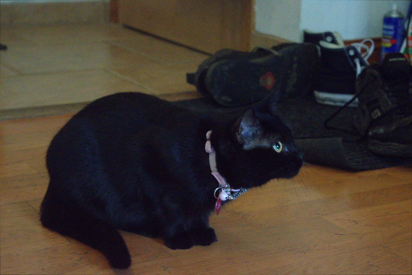Nikon D3300 sample photo