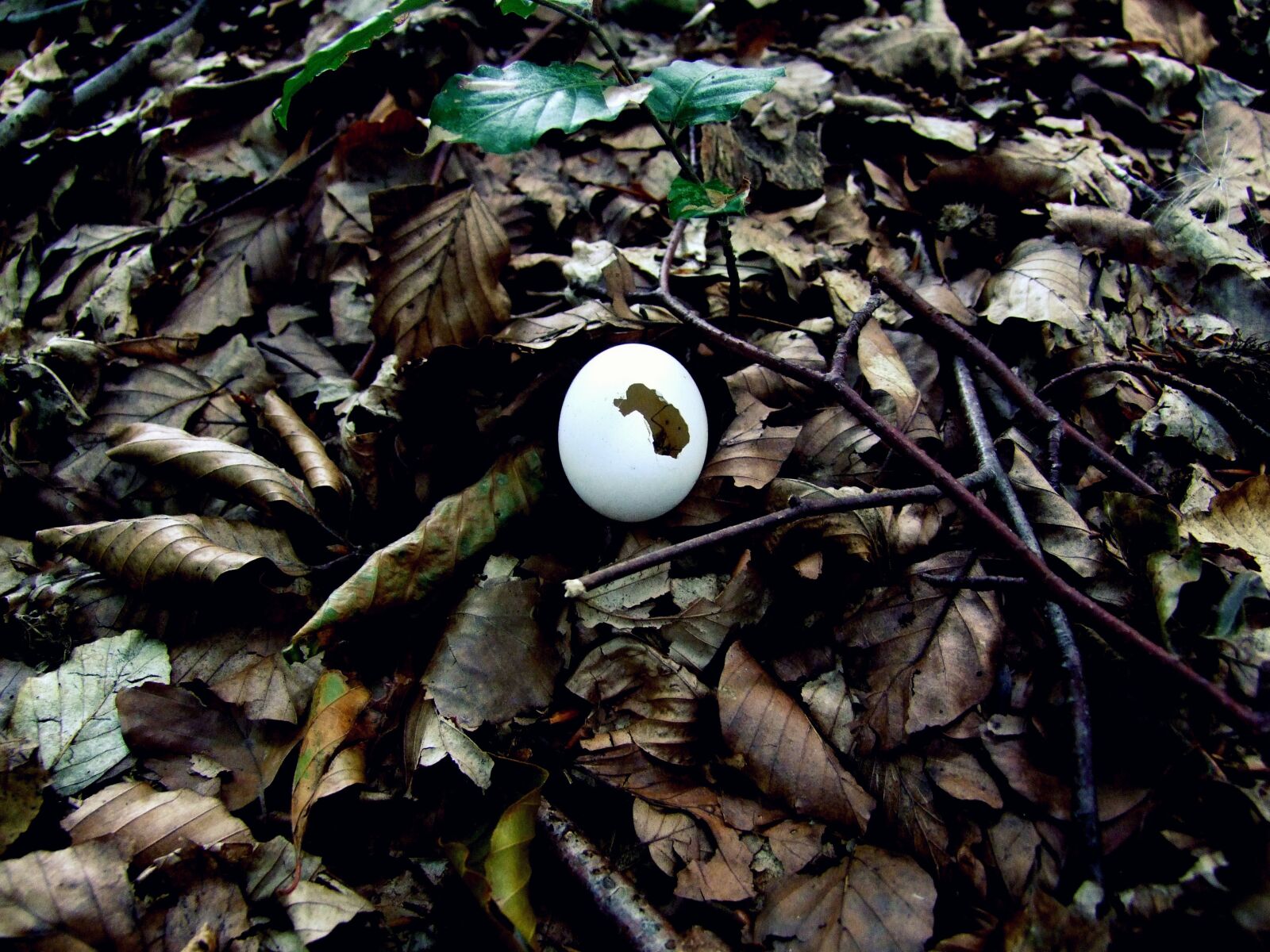 Fujifilm FinePix S100fs sample photo. Egg, leaves, fall photography