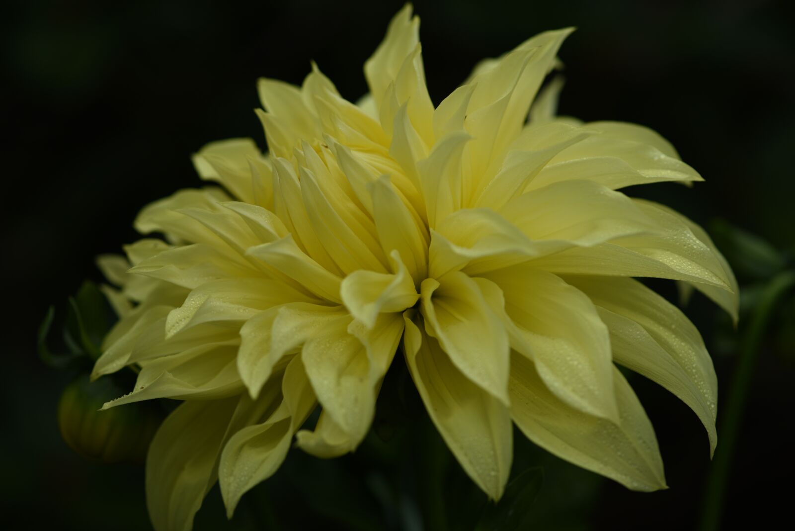 Nikon D750 sample photo. Dahlia, yellow, bloom photography