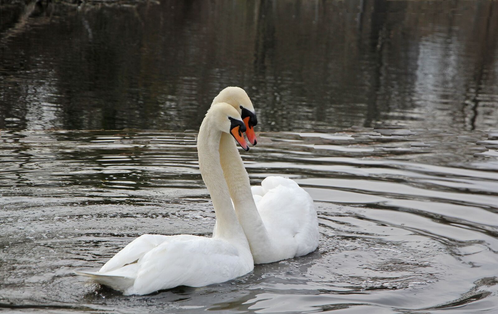 Canon EF-S 15-85mm F3.5-5.6 IS USM sample photo. Spring, swans, nature photography