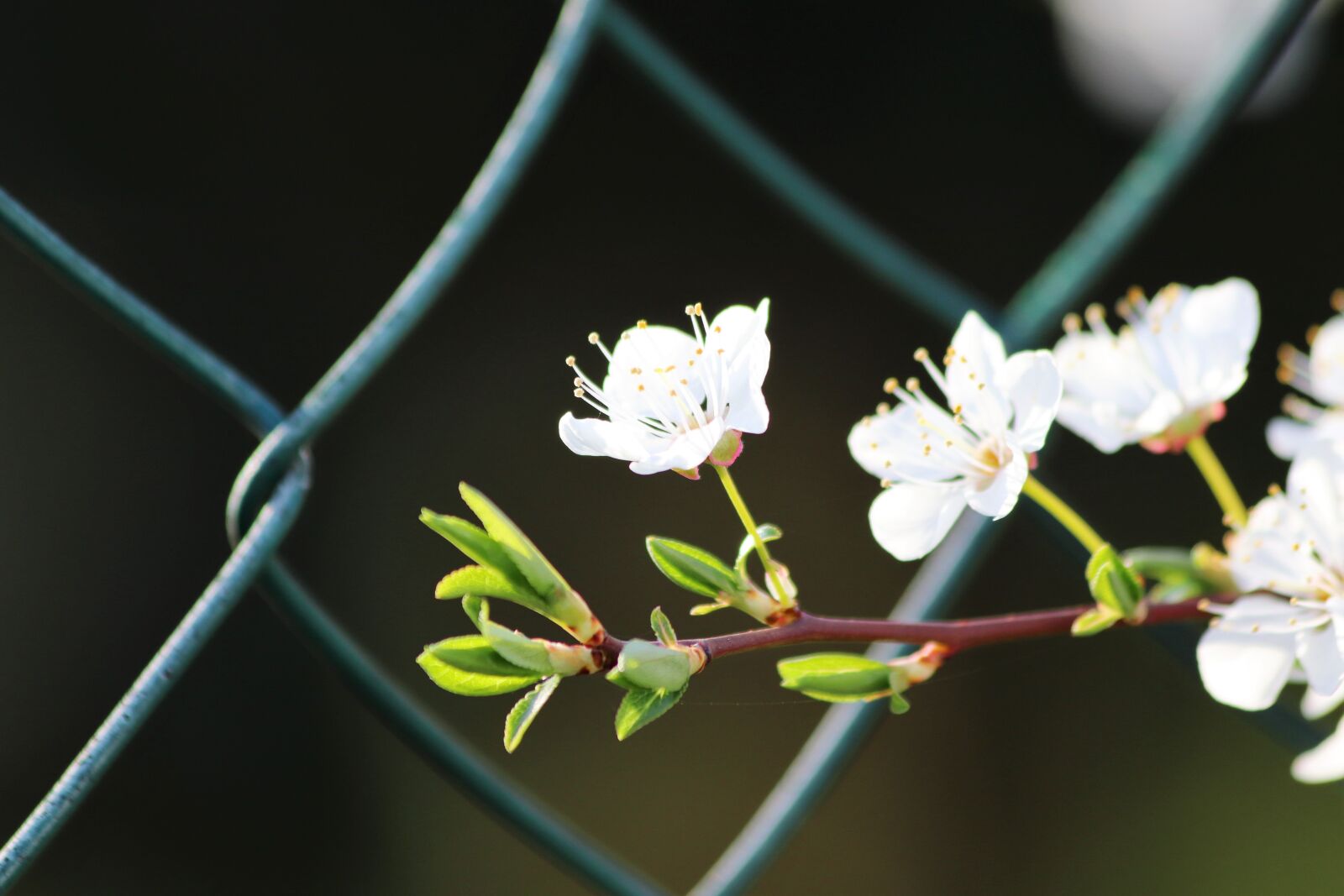 Canon EOS 200D (EOS Rebel SL2 / EOS Kiss X9) sample photo. White flowers, spring, fence photography