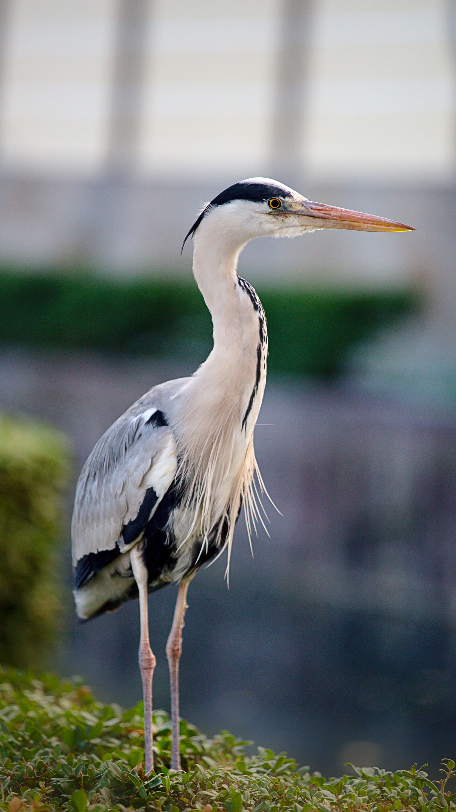 Canon EOS 6D sample photo. Bird, grey heron, plumage photography