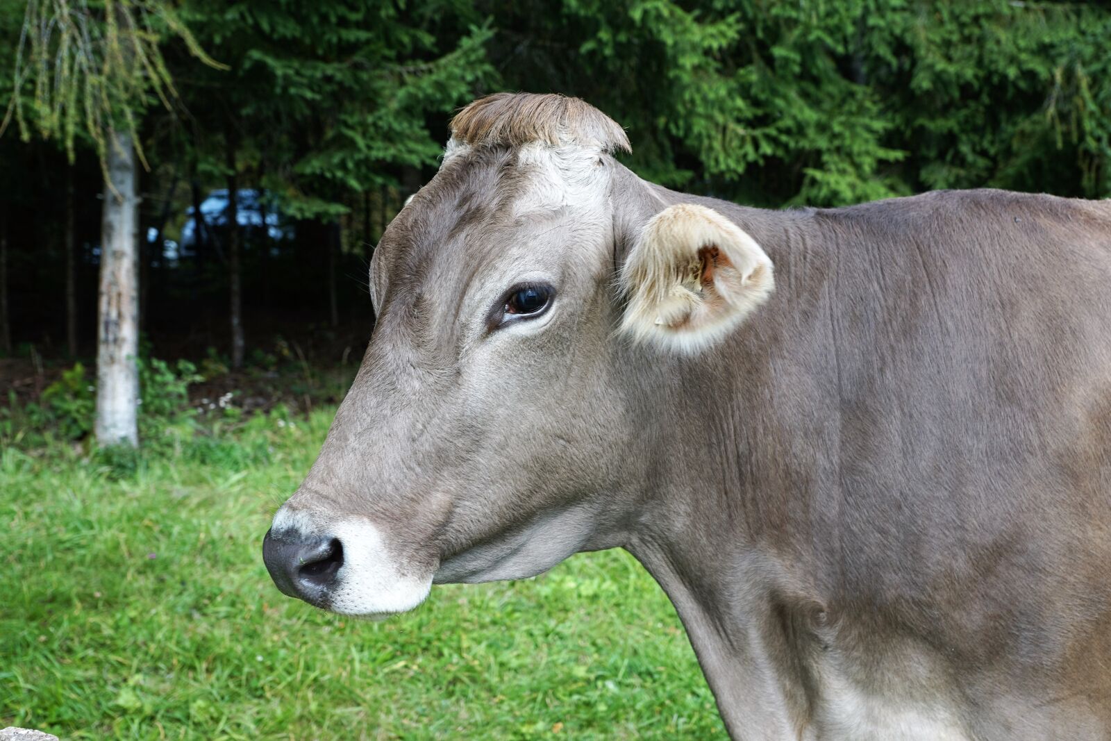 Sony ILCA-77M2 + Sony DT 16-50mm F2.8 SSM sample photo. Cow, milk, agriculture photography