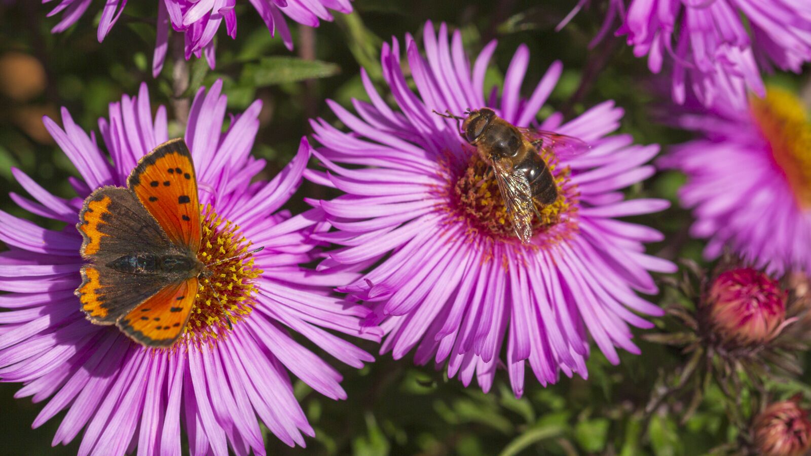 Canon EOS 5D Mark III + Canon EF 100mm F2.8 Macro USM sample photo. Butterfly, bee, garden photography