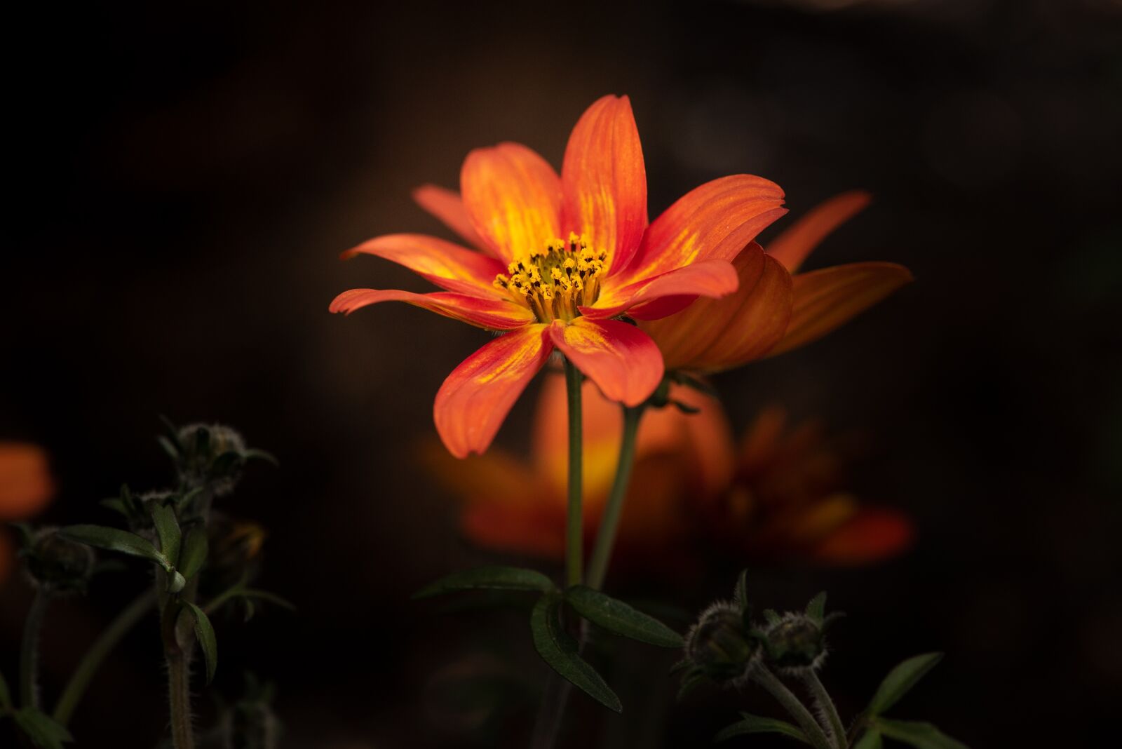 Nikon D750 sample photo. Flower, orange, blossom photography